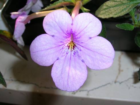 Achimenes.jpg