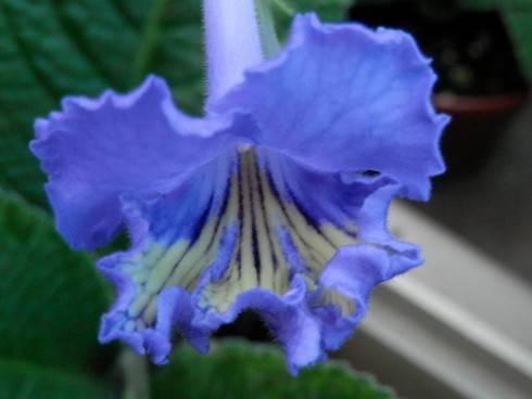 JL-Blue Butterfly.jpg