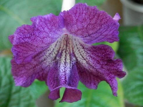 JL-Purple Veil.jpg