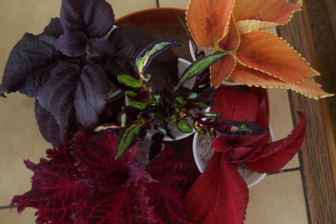 100_4070.JPG