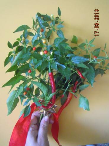 DSCN2703.JPG