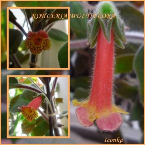 Multiflora.jpg