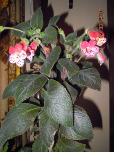 DSCN2825.JPG