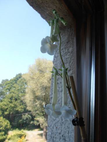 Sinningia tubiflora.JPG