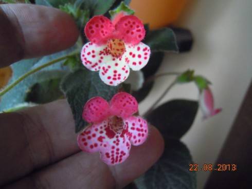DSCN2886.JPG
