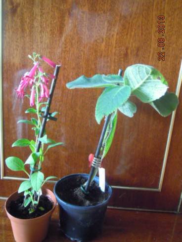 DSCN2920.JPG