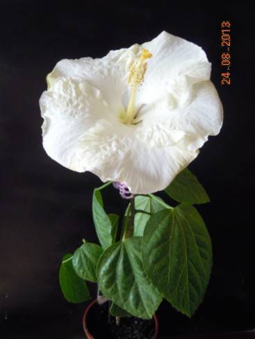 DSCN2992.JPG