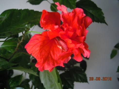 DSCN2940.JPG