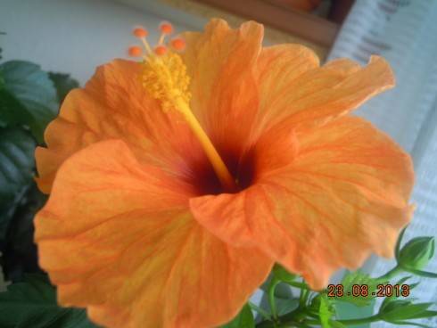 DSCN2960.JPG