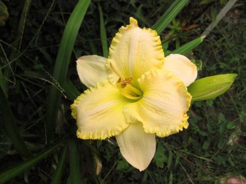 Hemerocallis 1..jpg