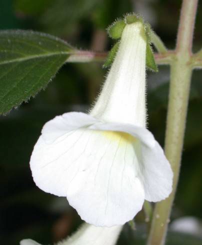Achimenes dulcis.jpg