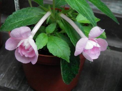 Double Pink Rose.jpg