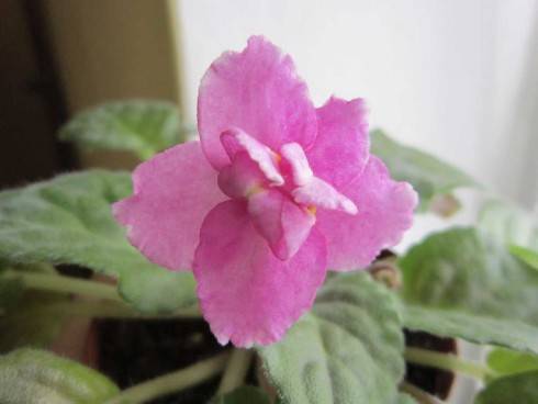 Pink Duchess.jpg