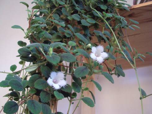 Alsobia dianthiflora.jpg