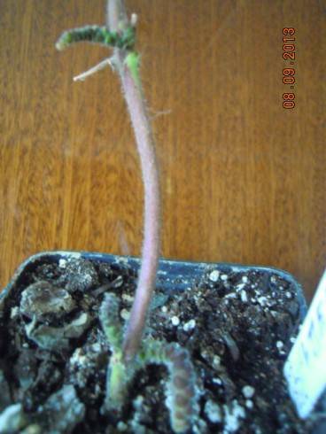 DSCN3232.JPG