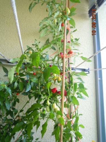 DSCN3269.JPG