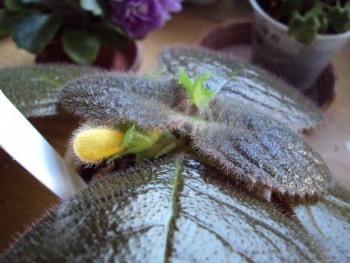 Episcia xantha.jpg