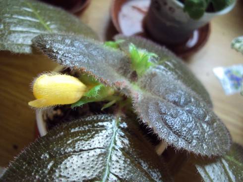 Episcia xantha.jpg