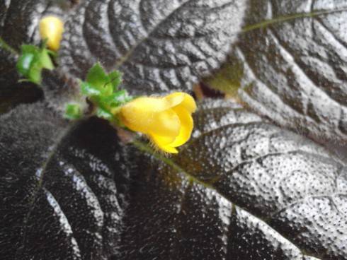 Episcia xantha.jpg