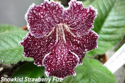 Snowkist Strawberry Fizz.jpg