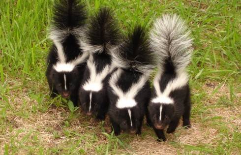 skunks.jpg