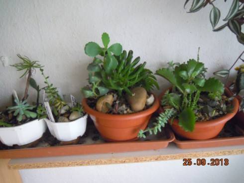 DSCN3764.JPG