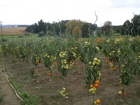 2-Rajčata 23.9 (1).jpg