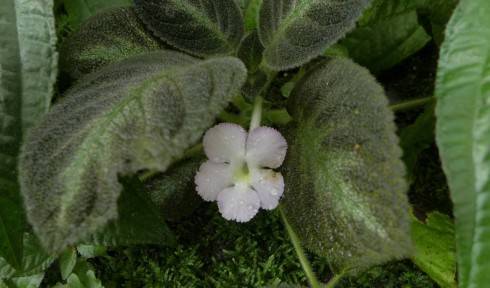 episcia.jpg