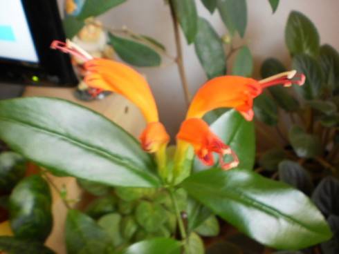 Aeschynanthus.jpg