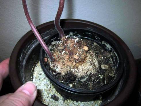 Sinningia douglasii.jpg
