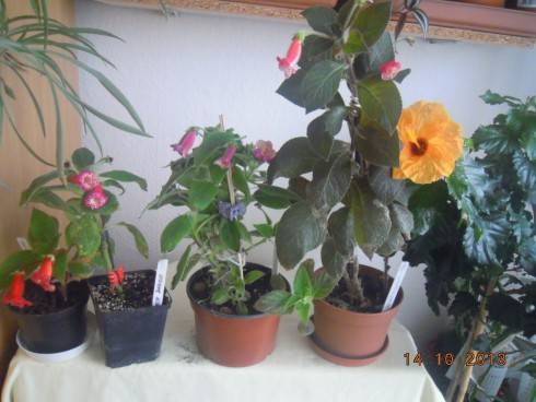 DSCN4098.JPG