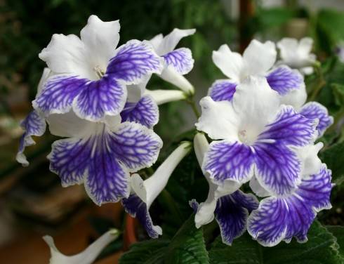 Alpine Cascade.jpg