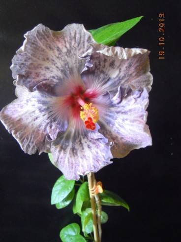 DSCN4171.JPG