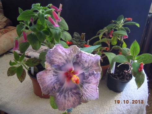 DSCN4230.JPG