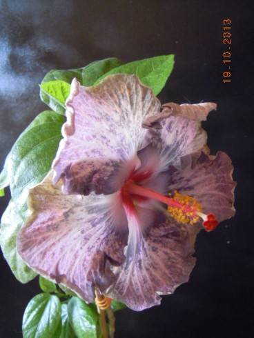 DSCN4176.JPG