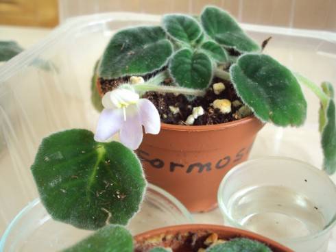 Petrocosmea formosa.jpg