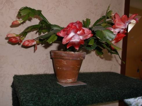 DSCF1105.JPG