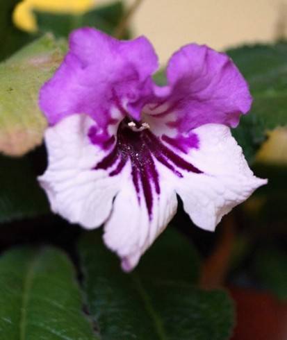 Jana.jpg
