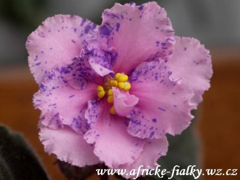 Carnation Sprinkles Sport.jpg