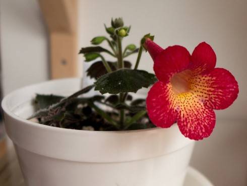 Northwood's Sunburst.jpg