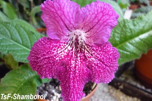 TsF-Shamborol'.jpg