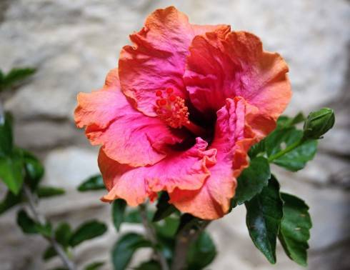 Hibiscus Erin Rachel.jpg