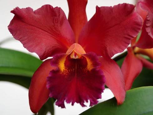 Cattleya II.jpg