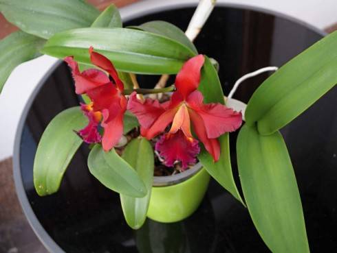 Cattleya III.jpg