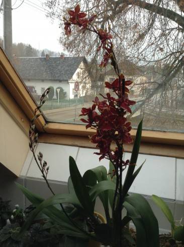 orchidea.JPG