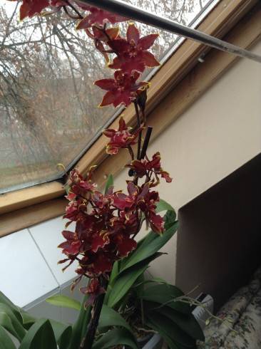 orchidea1.JPG