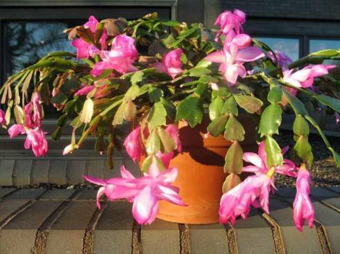 Schlumbergera truncata.jpg