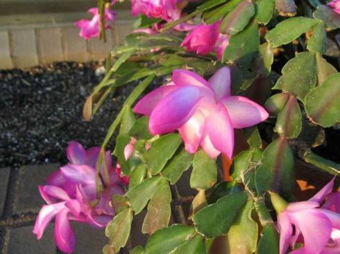 Schlumbergera truncata.jpg