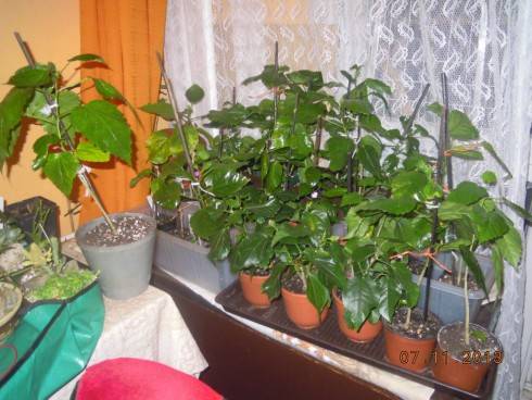 DSCN4569.JPG