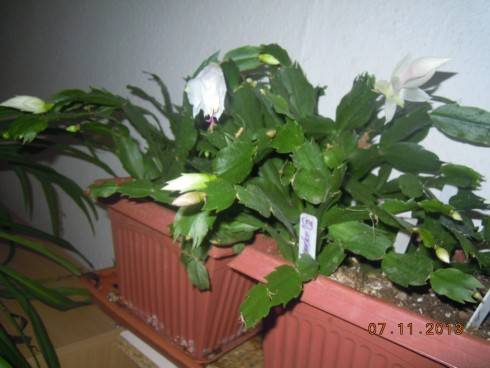 DSCN4553.JPG